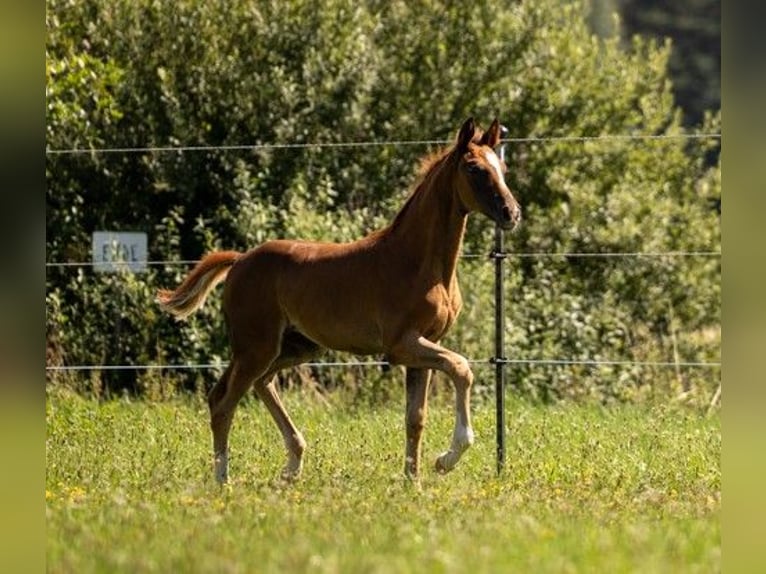 Caballo de deporte alemán Yegua Potro (05/2025) 169 cm Alazán-tostado in Bechhofen