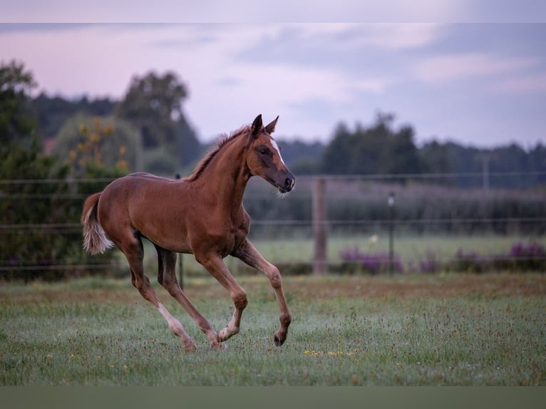 Caballo de deporte alemán Yegua Potro (05/2025) 169 cm Alazán-tostado in Bechhofen