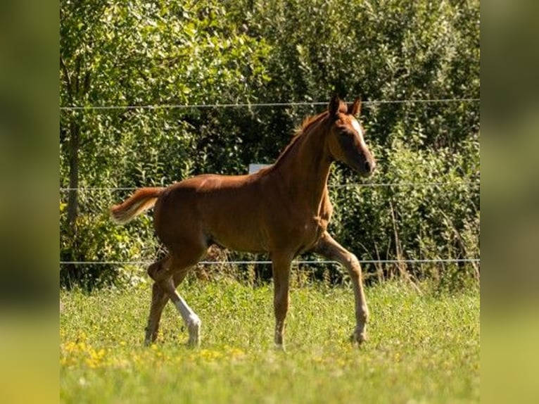 Caballo de deporte alemán Yegua Potro (05/2025) 169 cm Alazán-tostado in Bechhofen