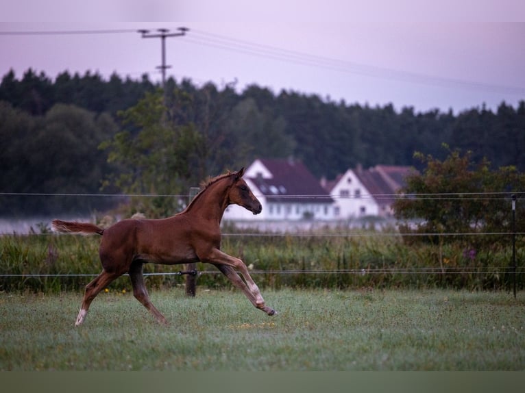 Caballo de deporte alemán Yegua Potro (05/2025) 169 cm Alazán-tostado in Bechhofen