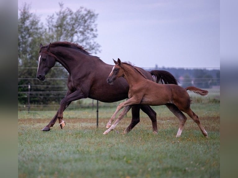 Caballo de deporte alemán Yegua Potro (05/2025) 169 cm Alazán-tostado in Bechhofen