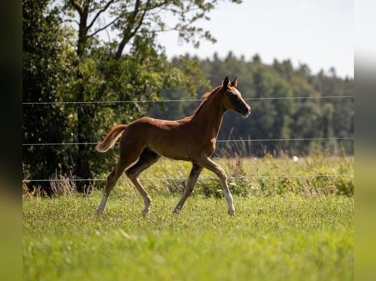 Caballo de deporte alemán Yegua Potro (05/2025) 169 cm Alazán-tostado in Bechhofen