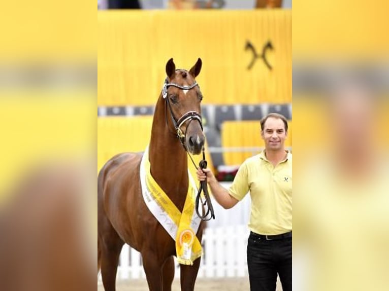 Caballo de deporte alemán Yegua Potro (05/2024) 169 cm in Ottnang