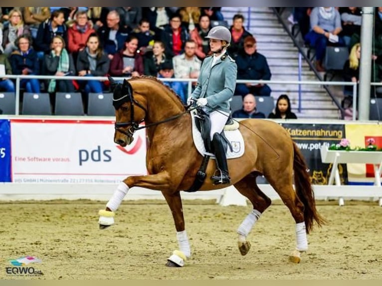 Caballo de deporte alemán Yegua Potro (05/2024) 169 cm Musgo marrón in Ottnang