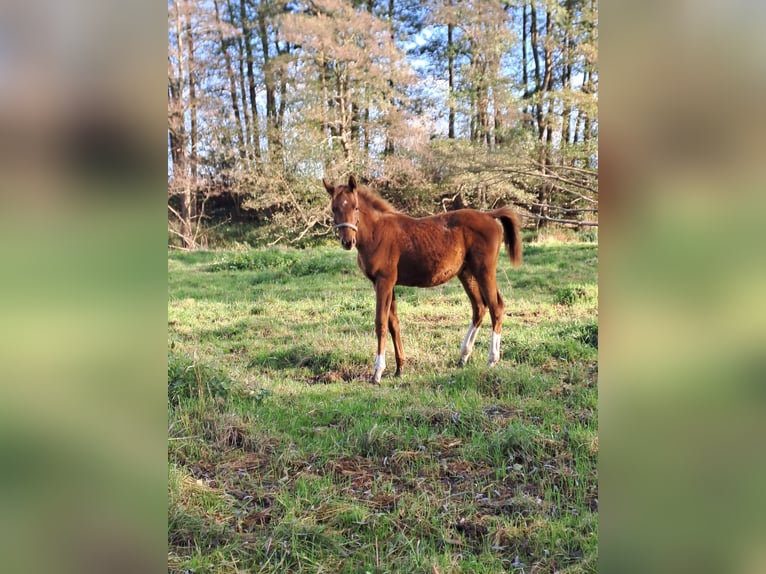 Caballo de deporte alemán Yegua  170 cm Alazán in Putlitz