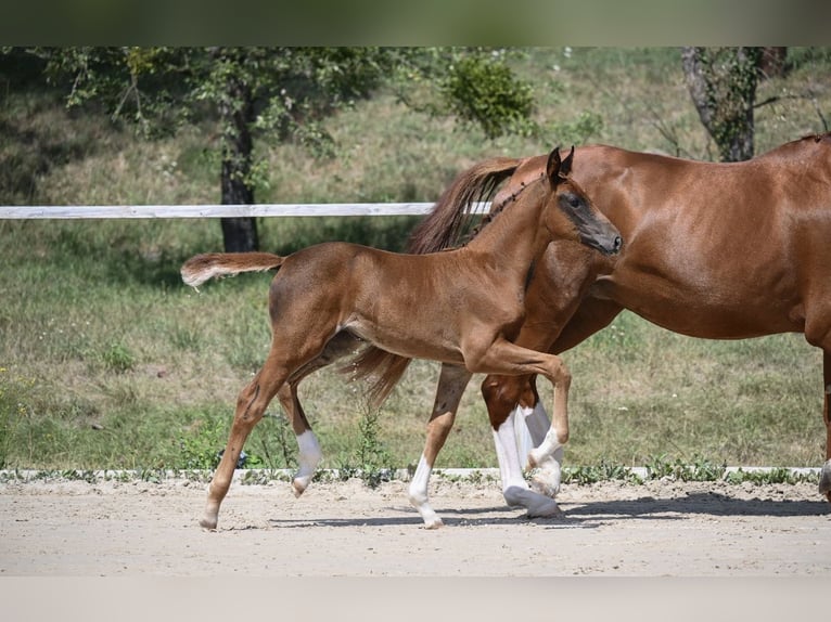 Caballo de deporte alemán Yegua Potro (06/2026) 170 cm Alazán-tostado in Schnaitsee