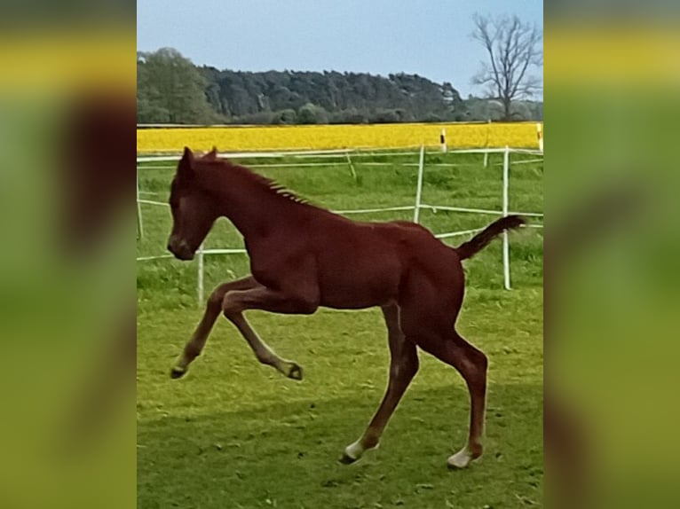 Caballo de deporte alemán Yegua Potro (04/2024) 170 cm Alazán-tostado in Milower Land