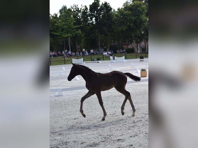 Caballo de deporte alemán Yegua Potro (05/2025) 170 cm in Greifswald
