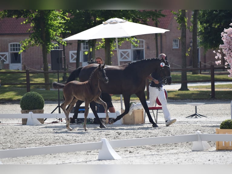 Caballo de deporte alemán Yegua Potro (05/2025) 170 cm in Greifswald