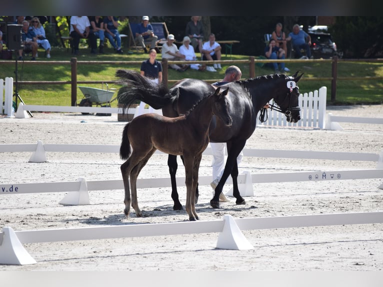 Caballo de deporte alemán Yegua Potro (05/2025) 170 cm in Greifswald