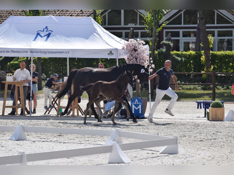Caballo de deporte alemán Yegua Potro (05/2025) 170 cm in Greifswald