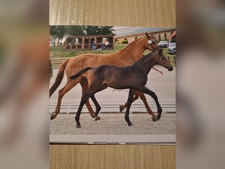 Caballo de deporte alemán Yegua Potro (03/2025) 170 cm Castaño in Bersteland Freiwalde