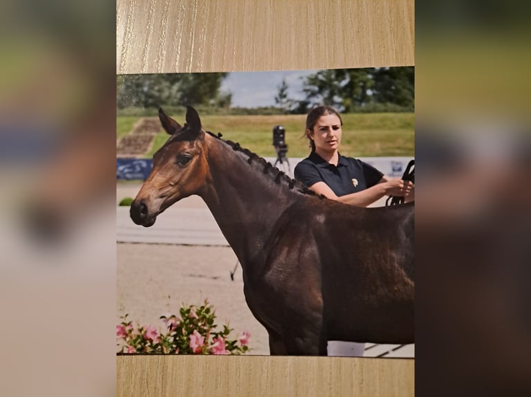 Caballo de deporte alemán Yegua Potro (03/2025) 170 cm Castaño in Bersteland Freiwalde