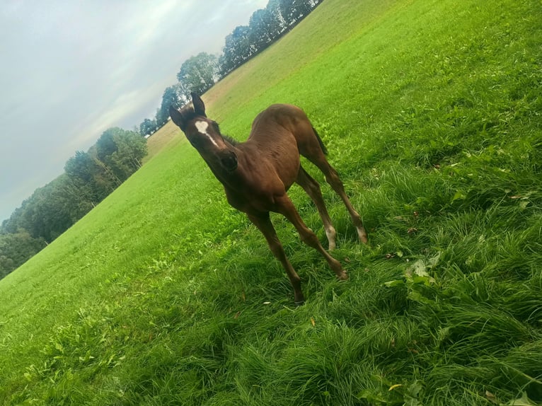 Caballo de deporte alemán Yegua Potro (07/2026) 170 cm Castaño in Frauenstein