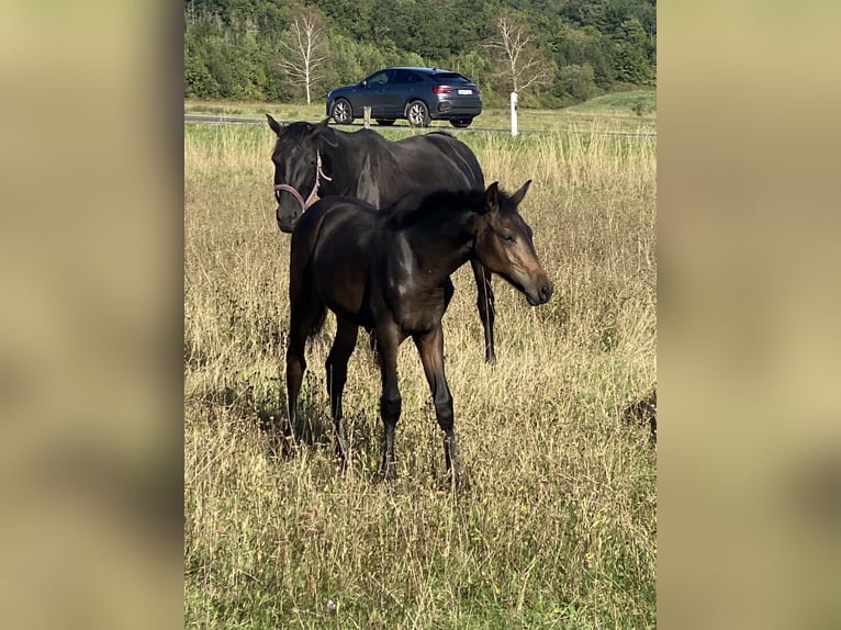 Caballo de deporte alemán Yegua Potro (04/2026) 170 cm Castaño oscuro in Behrungen