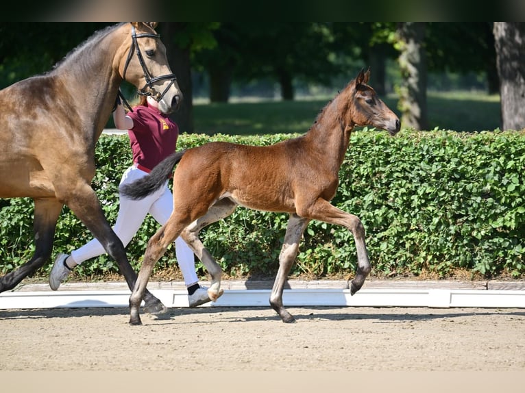 Caballo de deporte alemán Yegua Potro (03/2025) 170 cm Castaño oscuro in Pritzwalk