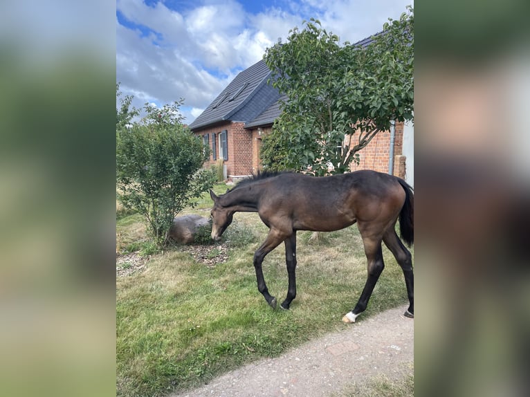 Caballo de deporte alemán Yegua Potro (03/2025) 170 cm Castaño oscuro in Pritzwalk