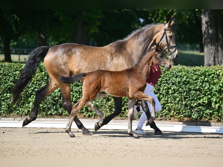 Caballo de deporte alemán Yegua Potro (03/2025) 170 cm Castaño oscuro in Pritzwalk