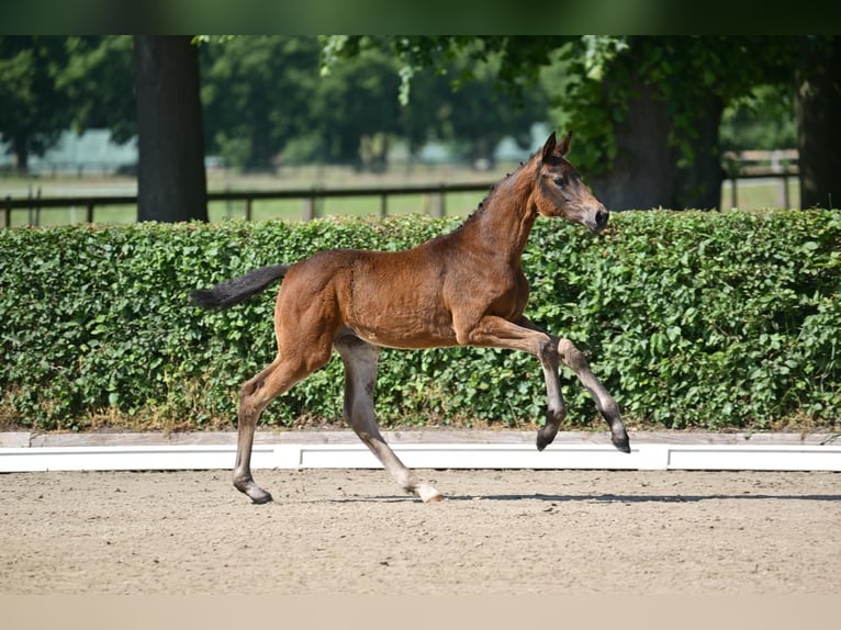 Caballo de deporte alemán Yegua Potro (03/2025) 170 cm Castaño oscuro in Pritzwalk