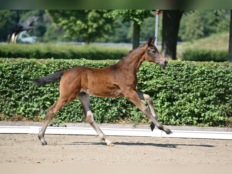 Caballo de deporte alemán Yegua Potro (03/2025) 170 cm Castaño oscuro in Pritzwalk