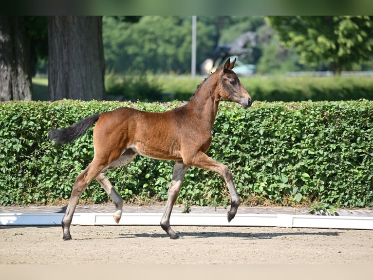 Caballo de deporte alemán Yegua Potro (03/2025) 170 cm Castaño oscuro in Pritzwalk