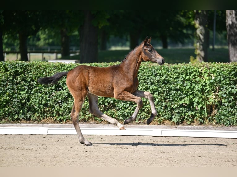 Caballo de deporte alemán Yegua Potro (03/2025) 170 cm Castaño oscuro in Pritzwalk