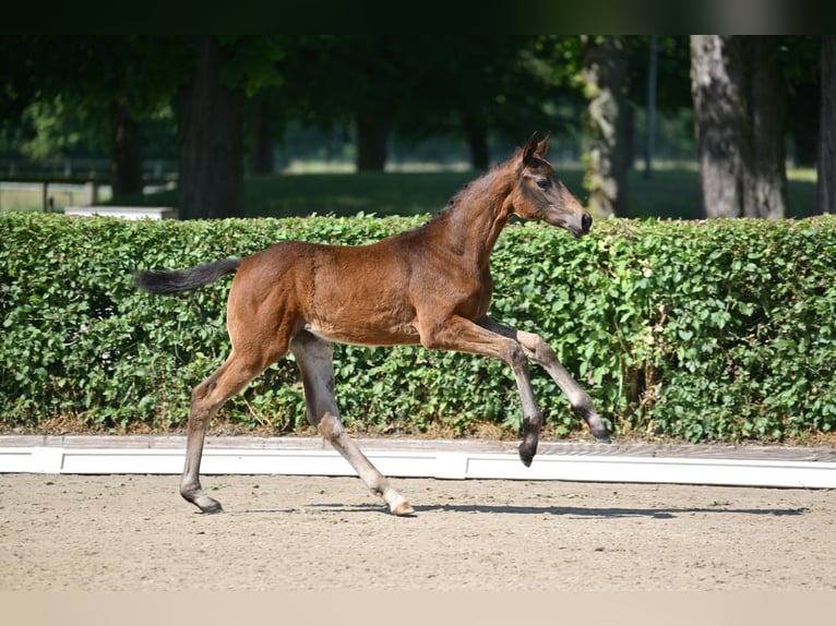 Caballo de deporte alemán Yegua Potro (03/2025) 170 cm Castaño oscuro in Pritzwalk