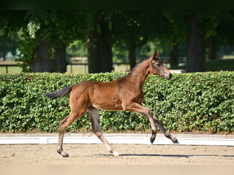 Caballo de deporte alemán Yegua Potro (03/2025) 170 cm Castaño oscuro in Pritzwalk