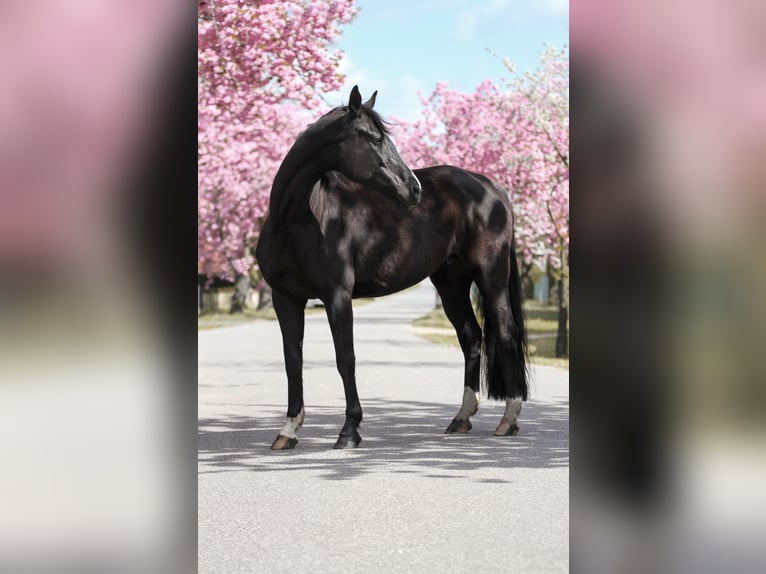 Caballo de deporte alemán Yegua  170 cm Morcillo in Hagenow