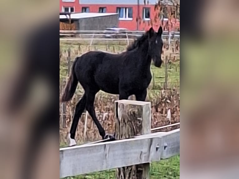 Caballo de deporte alemán Yegua Potro (05/2025) 170 cm Negro in Blowatz