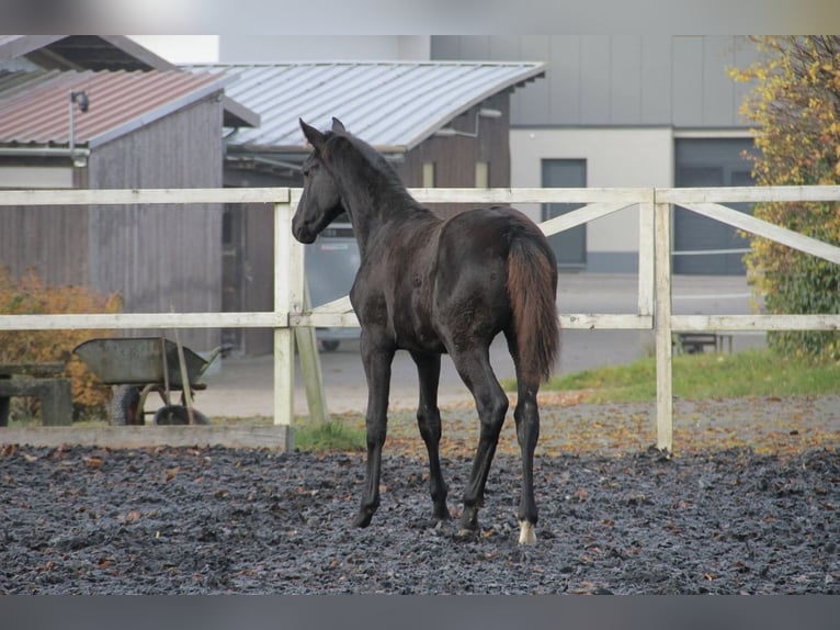Caballo de deporte alemán Yegua Potro (06/2025) 170 cm Negro in Neckargemünd