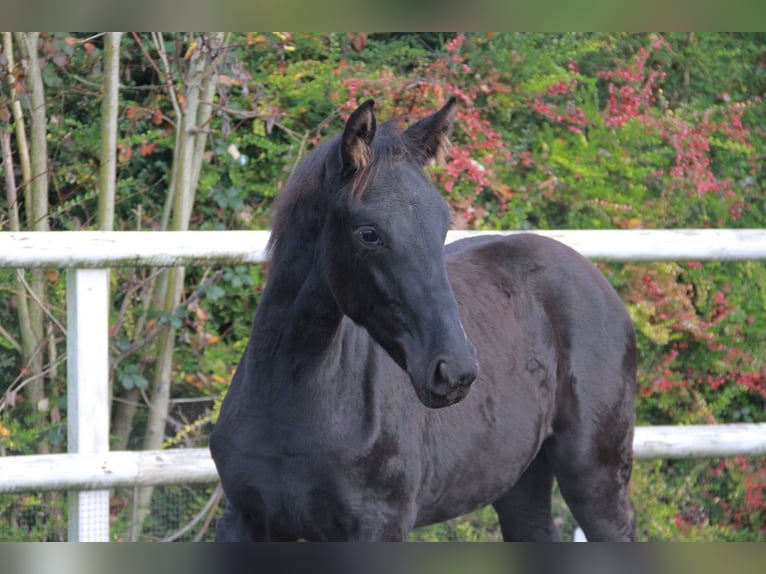 Caballo de deporte alemán Yegua Potro (06/2025) 170 cm Negro in Neckargemünd