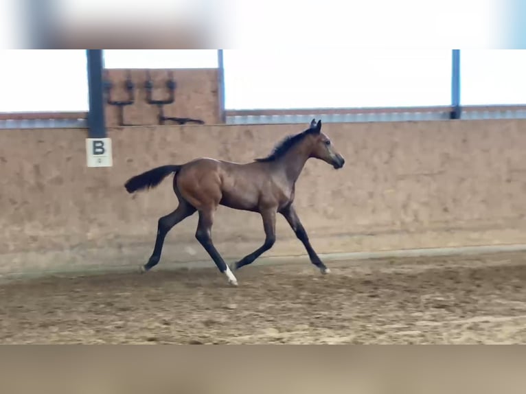 Caballo de deporte alemán Yegua Potro (03/2024) 170 cm Tordo in Gadow