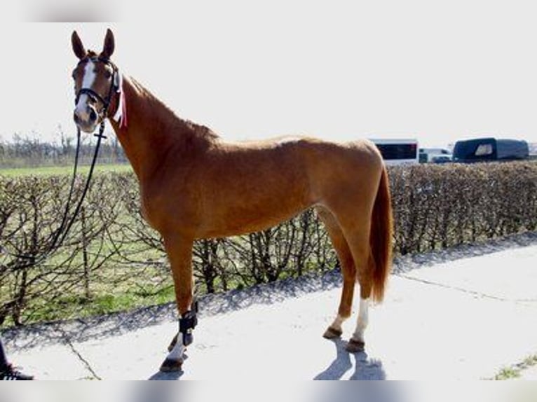 Caballo de deporte alemán Yegua Potro (03/2026) 170 cm Tordo ruano in Heroldishausen