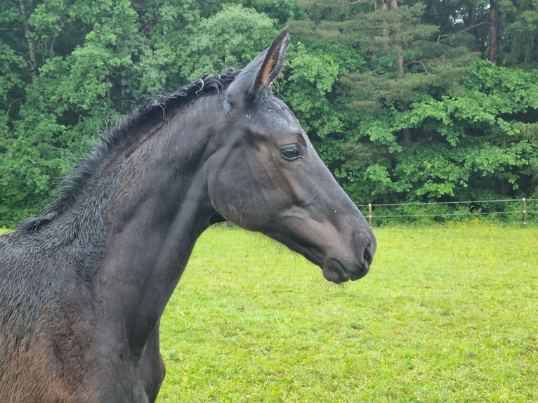 Caballo de deporte alemán Yegua Potro (02/2024) 172 cm Musgo in Bühlerzell