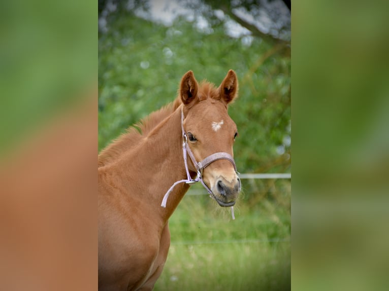 Caballo de deporte alemán Yegua  173 cm Alazán in Rohrlack