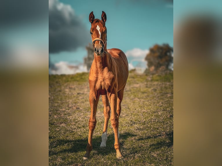 Caballo de deporte alemán Yegua Potro (04/2024) 175 cm Alazán in Görlitz