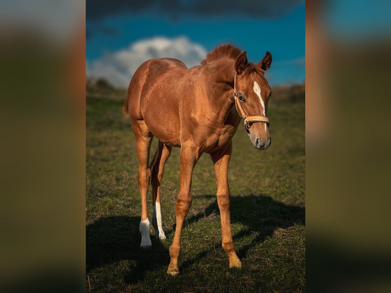 Caballo de deporte alemán Yegua Potro (04/2024) 175 cm Alazán in Görlitz