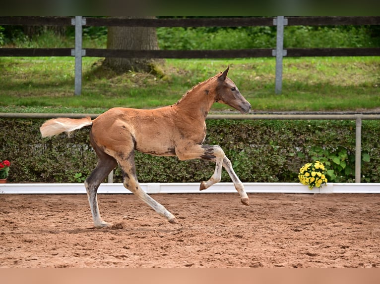 Caballo de deporte alemán Yegua Potro (04/2024) 175 cm Alazán-tostado in Goldbeck