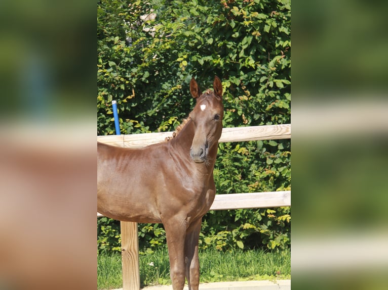 Caballo de deporte alemán Yegua Potro (04/2024) 175 cm Alazán-tostado in Goldbeck