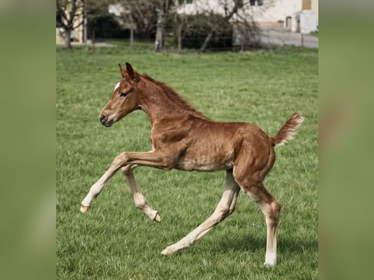 Caballo de deporte alemán Yegua Potro (03/2026) Alazán in Bruchmühlbach-Miesau