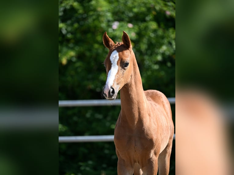 Caballo de deporte alemán Yegua Potro (04/2026) Alazán in Riedlingen