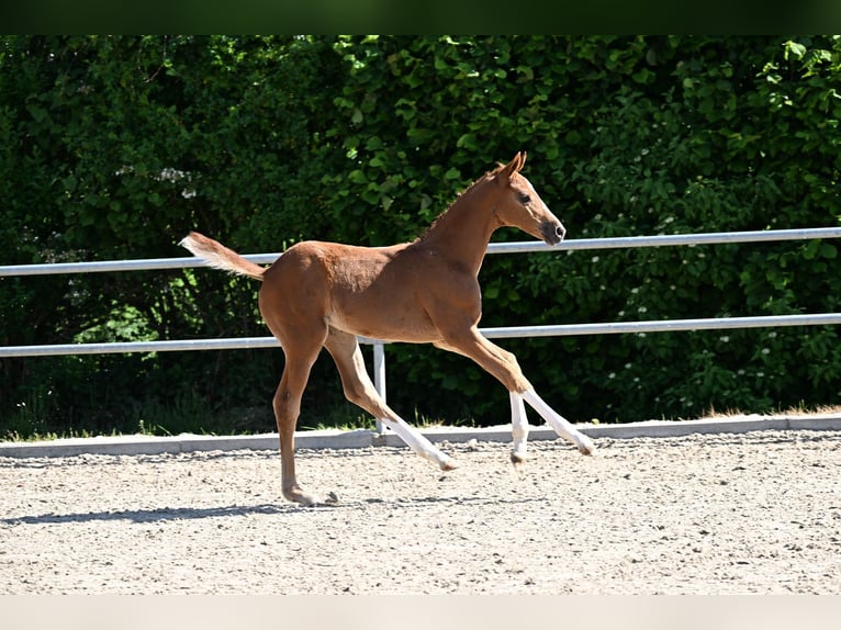Caballo de deporte alemán Yegua Potro (04/2026) Alazán in Riedlingen