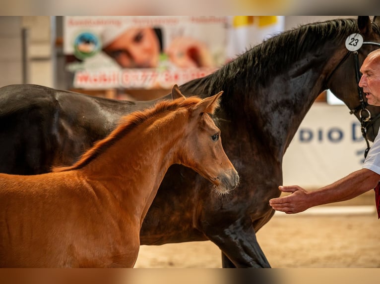 Caballo de deporte alemán Yegua  Alazán in Sch&#xF6;nebeck (Elbe)