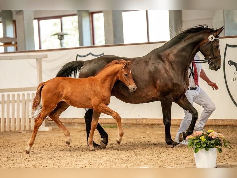 Caballo de deporte alemán Yegua  Alazán in Sch&#xF6;nebeck (Elbe)