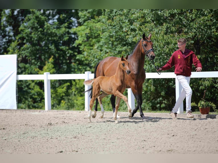 Caballo de deporte alemán Yegua Potro (04/2024) Alazán in Moritzburg