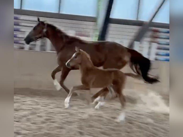 Caballo de deporte alemán Yegua Potro (05/2024) Alazán in Heinersreuth