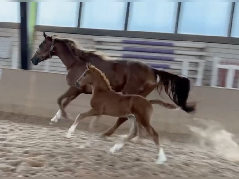 Caballo de deporte alemán Yegua Potro (05/2024) Alazán in Heinersreuth