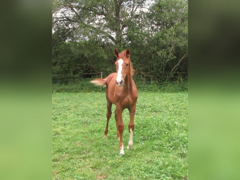 Caballo de deporte alemán Yegua  Alazán in Balingen