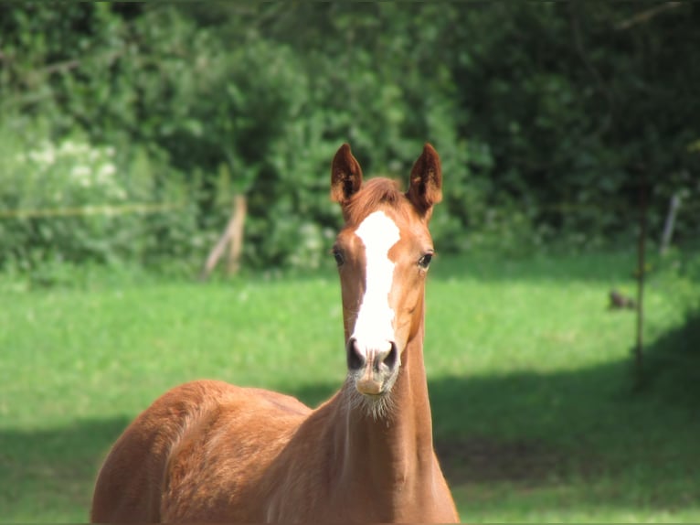 Caballo de deporte alemán Yegua  Alazán in Balingen